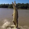 Con cá sấu lao lên khỏi mặt nước. (Nguồn: Instagram) 
