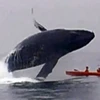 Khoảnh khắccon cá voi lưng gù bật khỏi mặt nước. (Nguồn: YouTube)