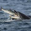 Con cá heo đã nuốt chửng chú cá hồi ngay trước mắt Phillips. (Nguồn: Daily Mail)