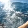 Mark McCracken chồng trả con cá mập đầu búa. (Nguồn: YouTube)