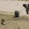 Chú voi con lọt vào tầm ngắm của hai con sư tử đói. (Nguồn: Barcroft Media)
