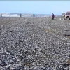 Theo các nhà khoa học, sự biến động nhiệt độ nước đã khiến hàng trăm ngàn con cá mòi bị mắc cạn và chết trên bờ. (Nguồn: CCTV)