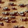 Số lượng voi châu Phi đang ngày càng giảm mạnh. (Nguôn: Getty)