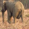 Cơ quan sinh dục của con voi bị sưng lớn. (Nguồn: Daily Mail)