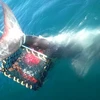 Đuôi con cá mập dính vào lồng tôm hùm. (Nguồn: Daily Mail)