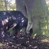 Chú bò bị mắc kẹt đầu trong cây. (Nguồn: Daily Mail)