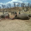 Xác những con voi nằm ngổn ngang trong Công viên quốc gia Hwange. (Nguồn: Reuters)