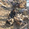 Ông Ma Yusheng sống cùng các chú chó trong một túp lều tồi tàn ở bãi phế liệu. (Nguồn: CCTV)