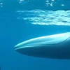 Con cá voi Omura quý hiếm. (Nguồn: Daily Mail)