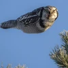 Chú chim cú tập trung săn mồi. (Nguồn: Daily Mail)