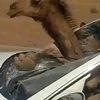 Con lạc đà làm kính chắn gió vỡ vụn. (Nguồn: Daily Mail)
