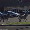 Hai con ngựa vằn chạy trên đường. (Nguồn: Daily Mail)