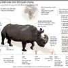 [Infographics] Tê giác trắng miền Bắc đang có nguy cơ tuyệt chủng