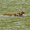 16 chú vịt con bám theo mẹ và bơi lội tung tăng trên ao. (Nguồn: Caters News Agency)