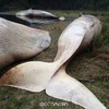 Hiện vẫn chưa rõ nguyên nhân gây ra cái chết của các chú cá voi. (Nguồn: CCTV)