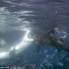 Cuộc chiến giữa hai con cá mập. (Nguồn: Barcroft USA)