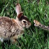Hầu hết các con thỏ đều bỏ chạy khi thấy rắn nhưng chú thỏ này không hề run sợ và sẵn sàng đối đầu với rắn trâu. (Nguồn: Caters News Agency)