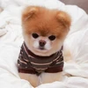 Trang Facebook của chú chó Boo hiện có hơn 17 triệu người thích. (Nguồn: CCTV)