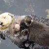 Rái cá mẹ ôm chặt con trong lòng. (Nguồn: Daily Mail)