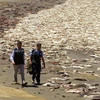 Những con mực mắc cạn trên bãi biển. (Nguồn: RT)