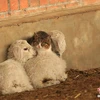 Con mèo nằm cạnh hai chú cừu con để tránh rét. (Nguồn: CCTV)