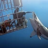 Người thợ lặn trên đã thò người ra khỏi lồng sắt để nhử con cá mập. (Nguồn: Caters News Agency)