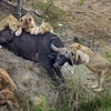 Những con sư tử quyết không buông tha chú trâu. (Nguồn: Caters News Agency)