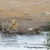 Tê giác bị ba con sư tử bao vây. (Nguồn: Caters News Agency)