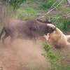 Con linh dương đầu bò kiên cường chống trả. (Nguồn: Caters News Agency)