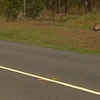Xác những con chuột túi nằm trên đường. (Nguồn: news.sky.com)