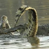 Hai con cá sấu dùng hàm răng sắc nhọn để cắn đối phương. (Nguồn: Daily Mail)