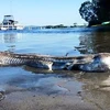 Sinh vật biển được tìm thấy ở hồ Macquarie. (Nguồn: Daily Mail)