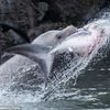 Con cá mập bỏ mạng sau cú cắn mạnh của sư tử biển. (Nguồn: Daily Mail)