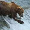 Các chú gấu tập trung bắt cá hồi. (Nguồn: Daily Mail)
