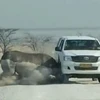 Con tê giác húc mạnh vào chiếc xe. (Nguồn: Caters News Agency)
