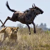 Sư tử ngậm ngùi nhìn con mồi chạy xa. (Nguồn: Caters News Agency)