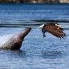Sư tử biển tức giận và cố đuổi theo con đại bàng. (Nguồn: Caters News Agency)