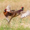 Hai con chim trĩ dùng đôi chân sắc nhọn để tấn công. (Nguồn: Caters News Agency)