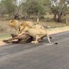 Con trâu rừng cố gắng bỏ chạy nhưng đã bị một chú sư tử vồ được. (Nguồn: Daily Mail)