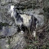 Con dê bị mắc kẹt trên vách núi cao 30m. (Nguồn: Daily Mail)
