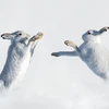 Một cặp thỏ tuyết ở Scotland. (Nguồn: Caters News)