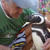 Ông de Souza chơi đùa với con chim cánh cụt. (Nguồn: Daily Mail)