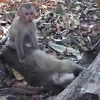 Khỉ con cố lay mẹ dậy. (Nguồn: YouTube)