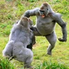 Hai con khỉ đột ở vườn thú Paignton,Devon, Anh chiến đấu với nhau vì củ khoai tây. (Nguồn: Apex News)