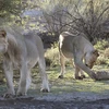 Hai con sư tử đói cố tìm cách ăn thịt chú rùa. (Nguồn: Daily Mail)