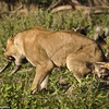 Đàn chó hoang hung dữ quyết không buông tha cho con sư tử. (Nguồn: Caters News Agency)