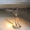 Con rắn nâu bị dính vào mạng nhện. (Nguồn: Daily Mail)