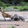 Rồng Komodo chặn đường, ngậm chặt chân con mồi. (Nguồn: Caters News Agency)