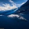Cá voi lưng gù sống rất đoàn kết. (Nguồn: Daily Mail)