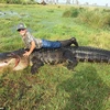 Con cá sấu trên được cho là thủ phạm làm một số con bò của ông Lee biến mất. (Nguồn: Daily Mail)